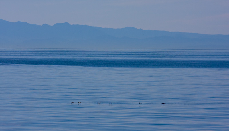 Common Murres And Olympic Mountains
